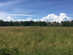 field image
